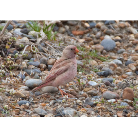 Trumpeter Finch Blakeney 2