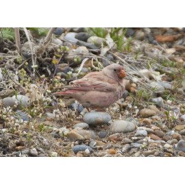 Trumpeter Finch Blakeney 3