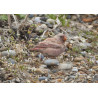 Trumpeter Finch Blakeney 3