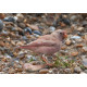 Trumpeter Finch Blakeney 4
