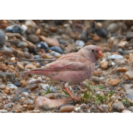 Trumpeter Finch Blakeney 4