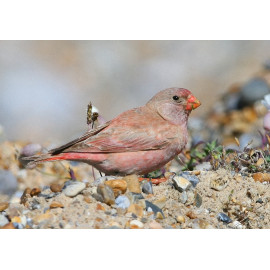 Trumpeter Finch Blakeney 5