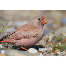 Trumpeter Finch Blakeney 6