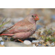 Trumpeter Finch Blakeney 6