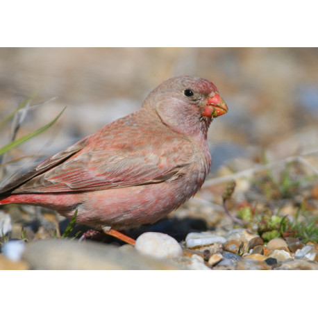 Trumpeter Finch Blakeney 6