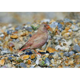 Trumpeter Finch Blakeney 7