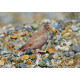 Trumpeter Finch Blakeney 7