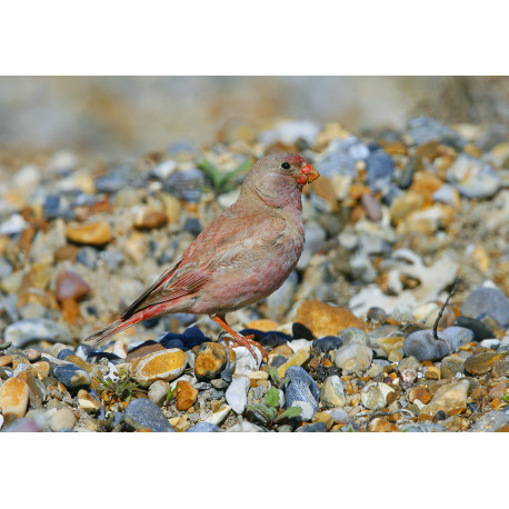 Trumpeter Finch Blakeney 7