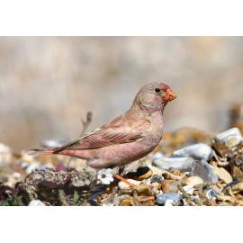Trumpeter Finch Blakeney 8