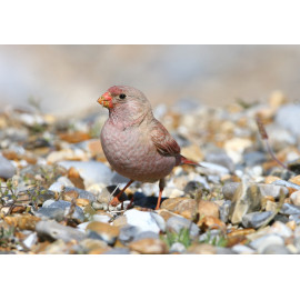 Trumpeter Finch Blakeney 9