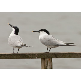 Sandwich Terns Minsmere