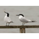 Sandwich Terns Minsmere