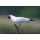 Black Headed Gull Minsmere