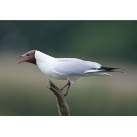 Black Headed Gull Minsmere