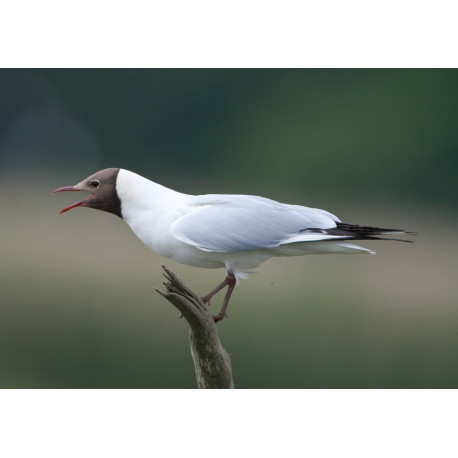 Black Headed Gull Minsmere