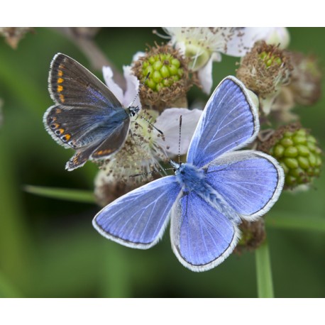 Common Blue Butterfly pair 1
