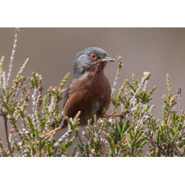 Dartford Warbler Westleton