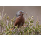 Dartford Warbler Westleton