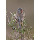 Dartford Warbler Westleton 1