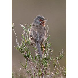 Dartford Warbler Westleton 1