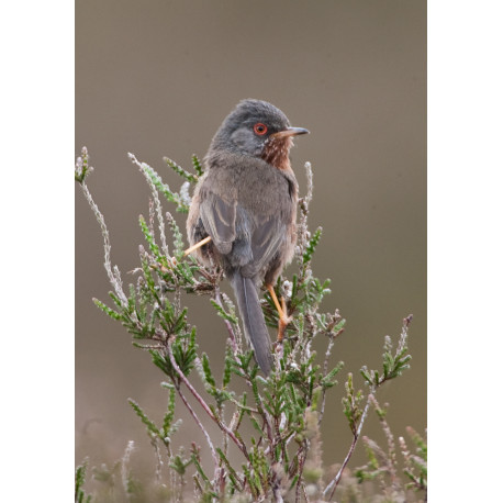 Dartford Warbler Westleton 1