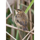 Sedge Warbler Welney