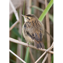 Sedge Warbler Welney