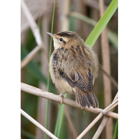 Sedge Warbler Welney
