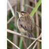 Sedge Warbler Welney
