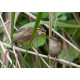 Sedge Warbler Welney 1