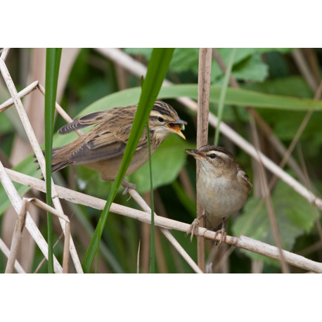 Sedge Warbler Welney 1