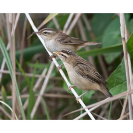 Sedge Warbler Welney 2