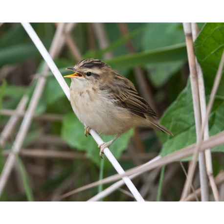 Sedge Warbler Welney 3