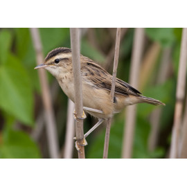 Sedge Warbler Welney 4