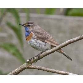 Bluethroat Welney