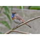 Bluethroat Welney 1