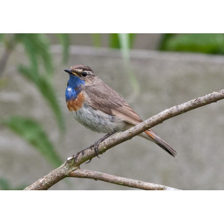 Bluethroat Welney 1
