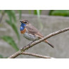 Bluethroat Welney 1