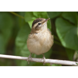 Sedge Warbler Welney 5
