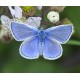 Common Blue Suffolk