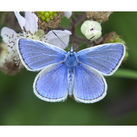 Common Blue Suffolk