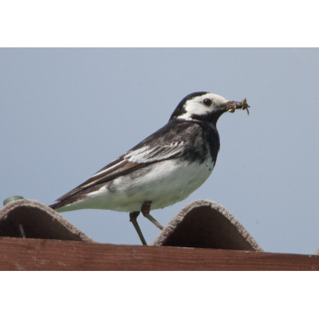 Pied Wagtail Welney