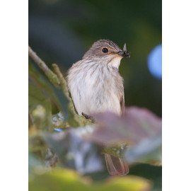 Spotted Flycatcher Sculthorpe