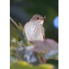 Spotted Flycatcher Sculthorpe