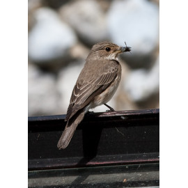 Spotted Flycatcher Sculthorpe 1