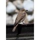 Spotted Flycatcher Sculthorpe 1