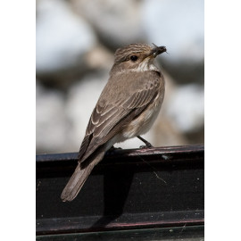 Spotted Flycatcher Sculthorpe 2