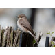 Spotted Flycatcher Sculthorpe 3