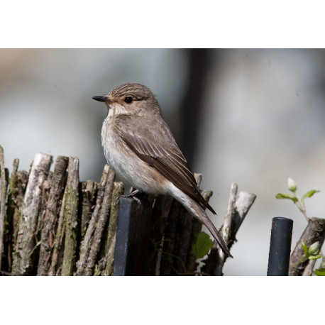 Spotted Flycatcher Sculthorpe 3