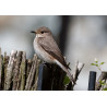 Spotted Flycatcher Sculthorpe 3